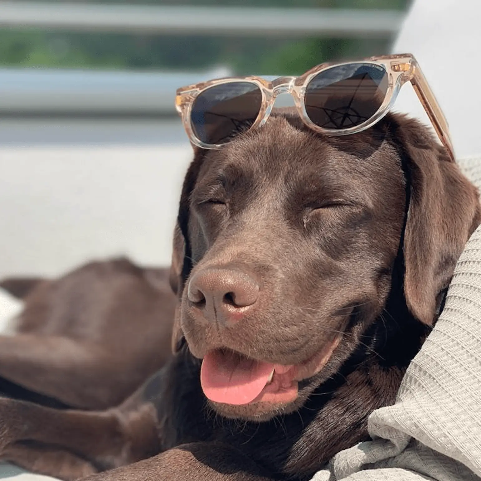 Bürohund Lucy